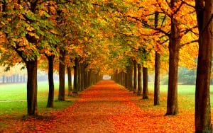 tumblr_static_autumn_leaves_on_road-2560x1600_27c121e26d78786c700ab50d214f2706